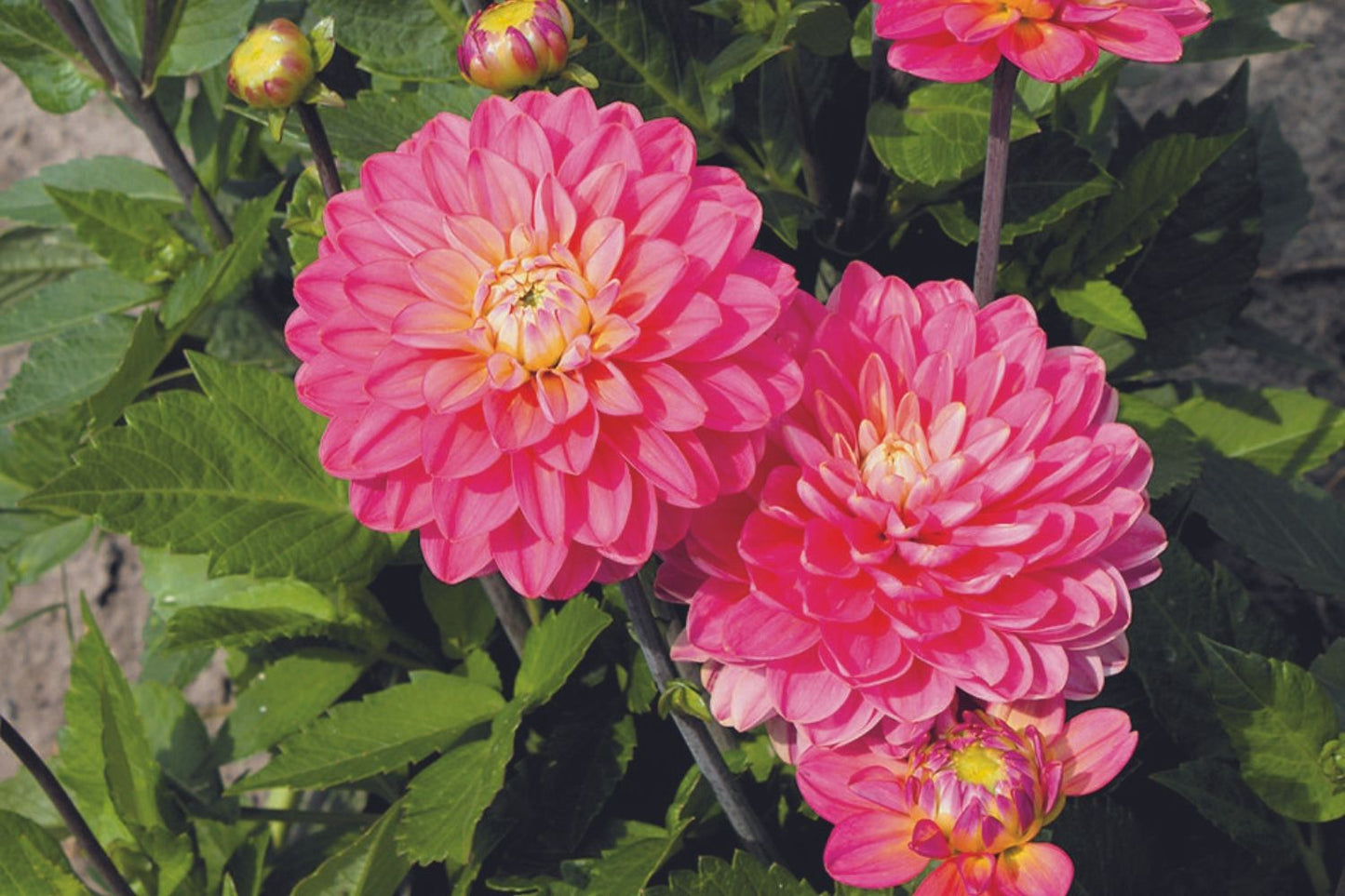 Dahlia 'Melody Allegro' Kaktusblütige Dahlie