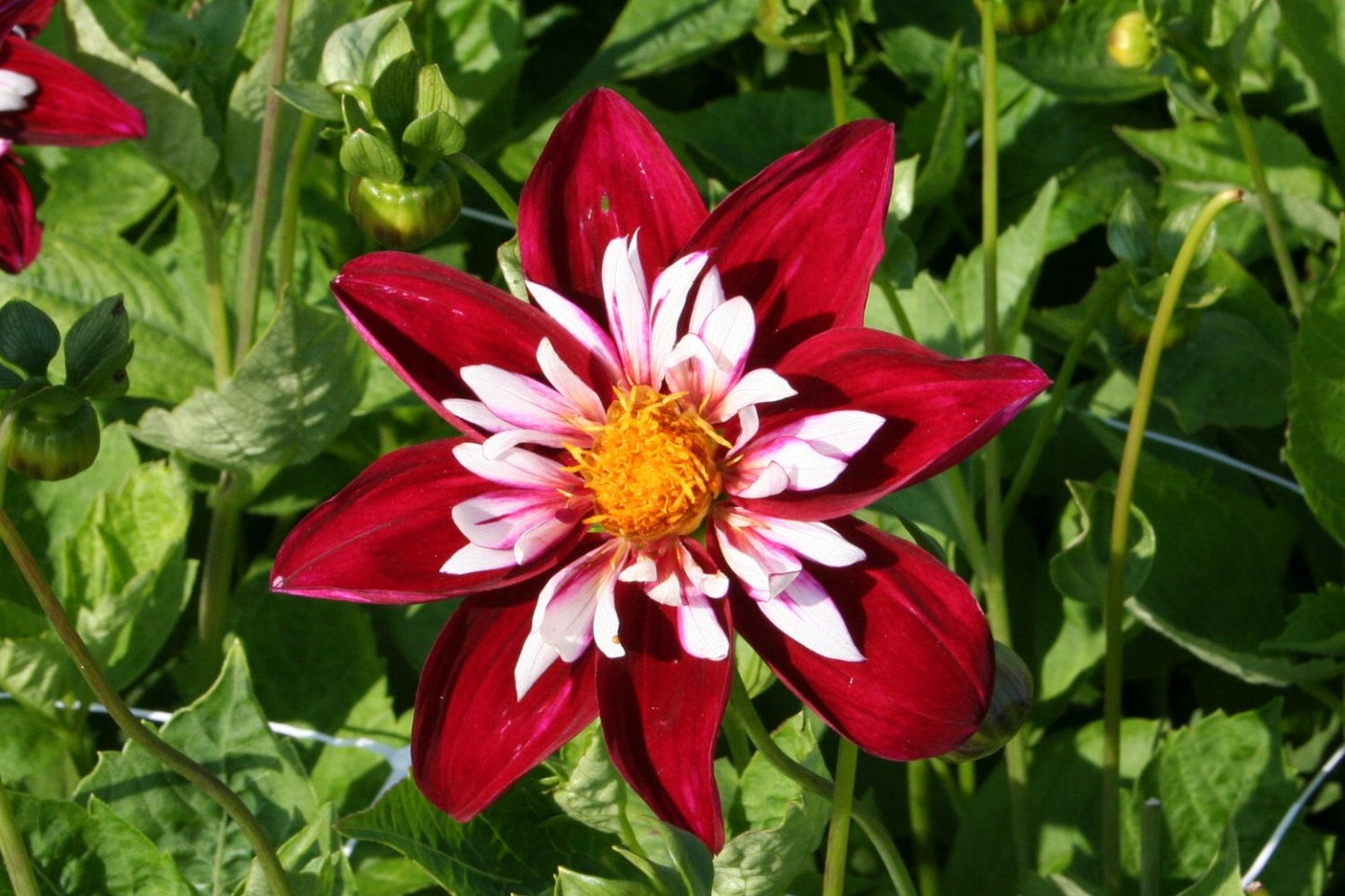 Dahlia 'Night Butterfly' Halskrausen-Dahlie