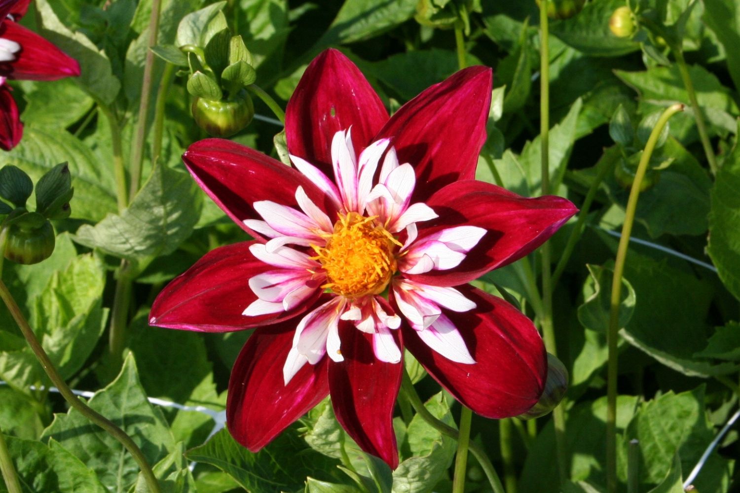 Dahlia 'Night Butterfly' Halskrausen-Dahlie