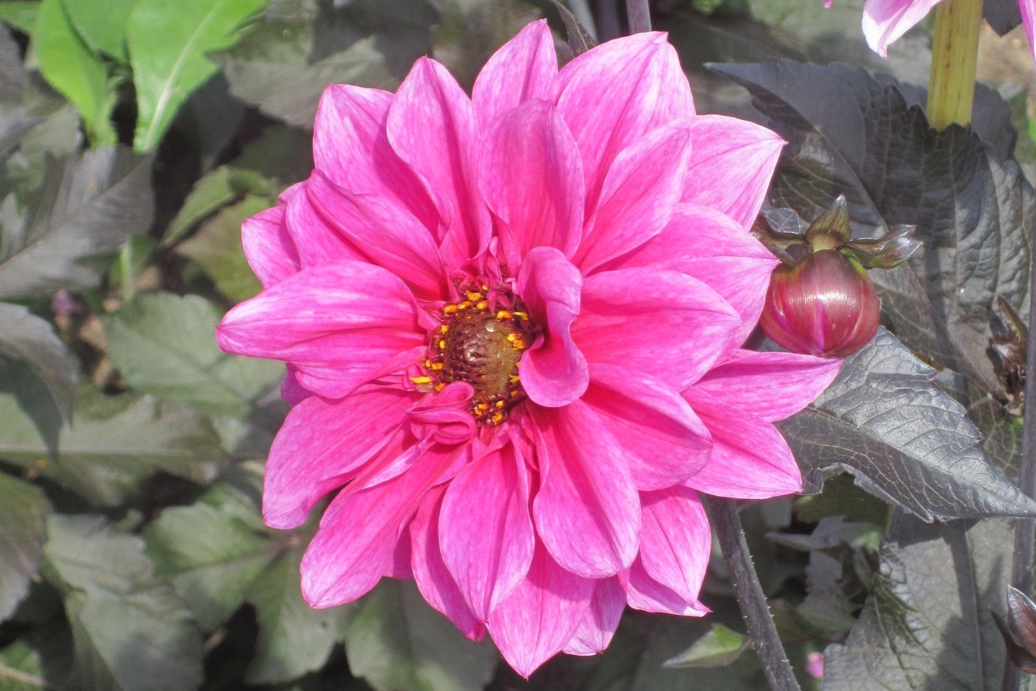 Dahlia 'Fascination' Duplex-Dahlie