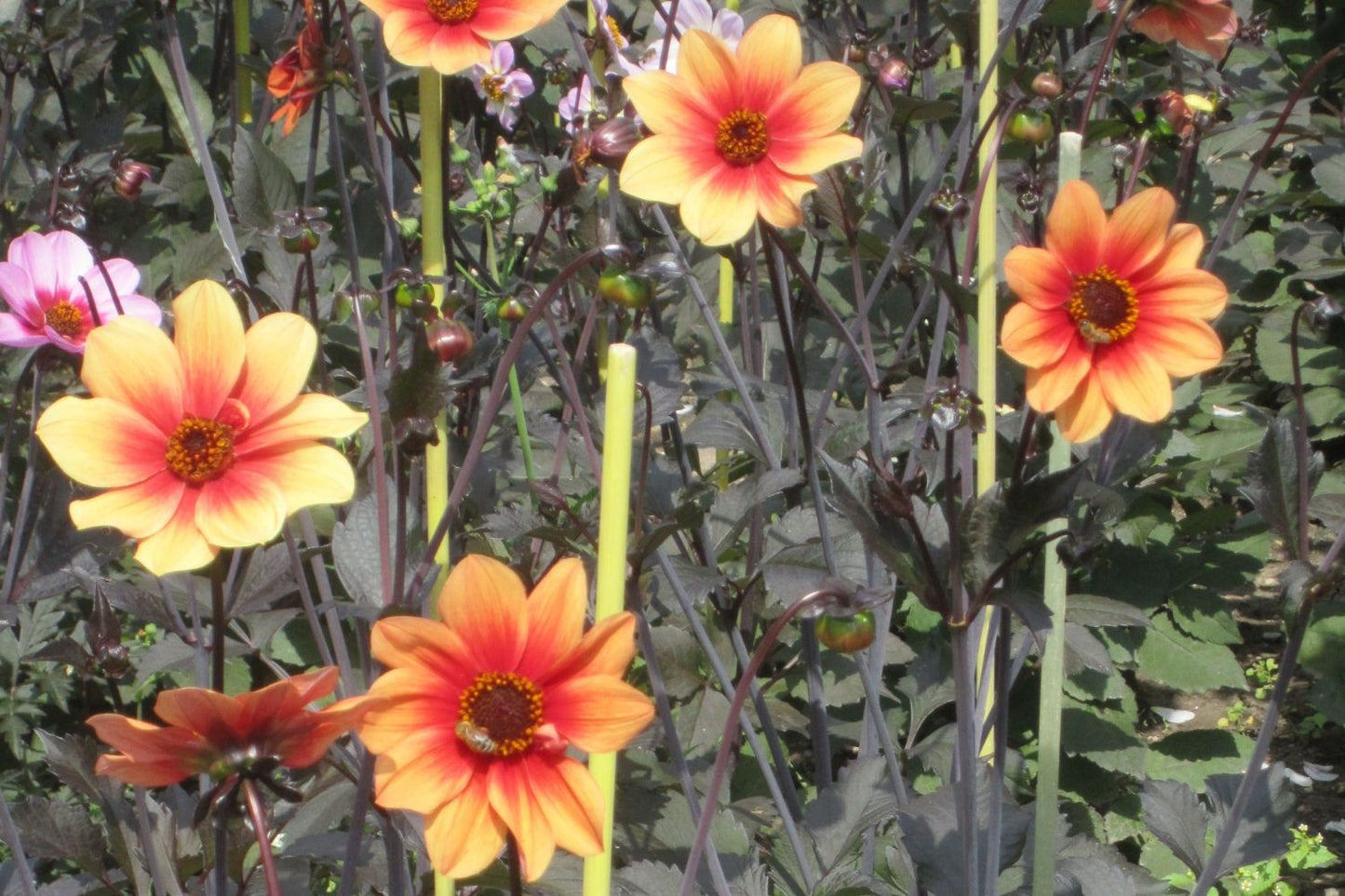 Dahlia 'Happy Single Date' Schmuck-Dahlie