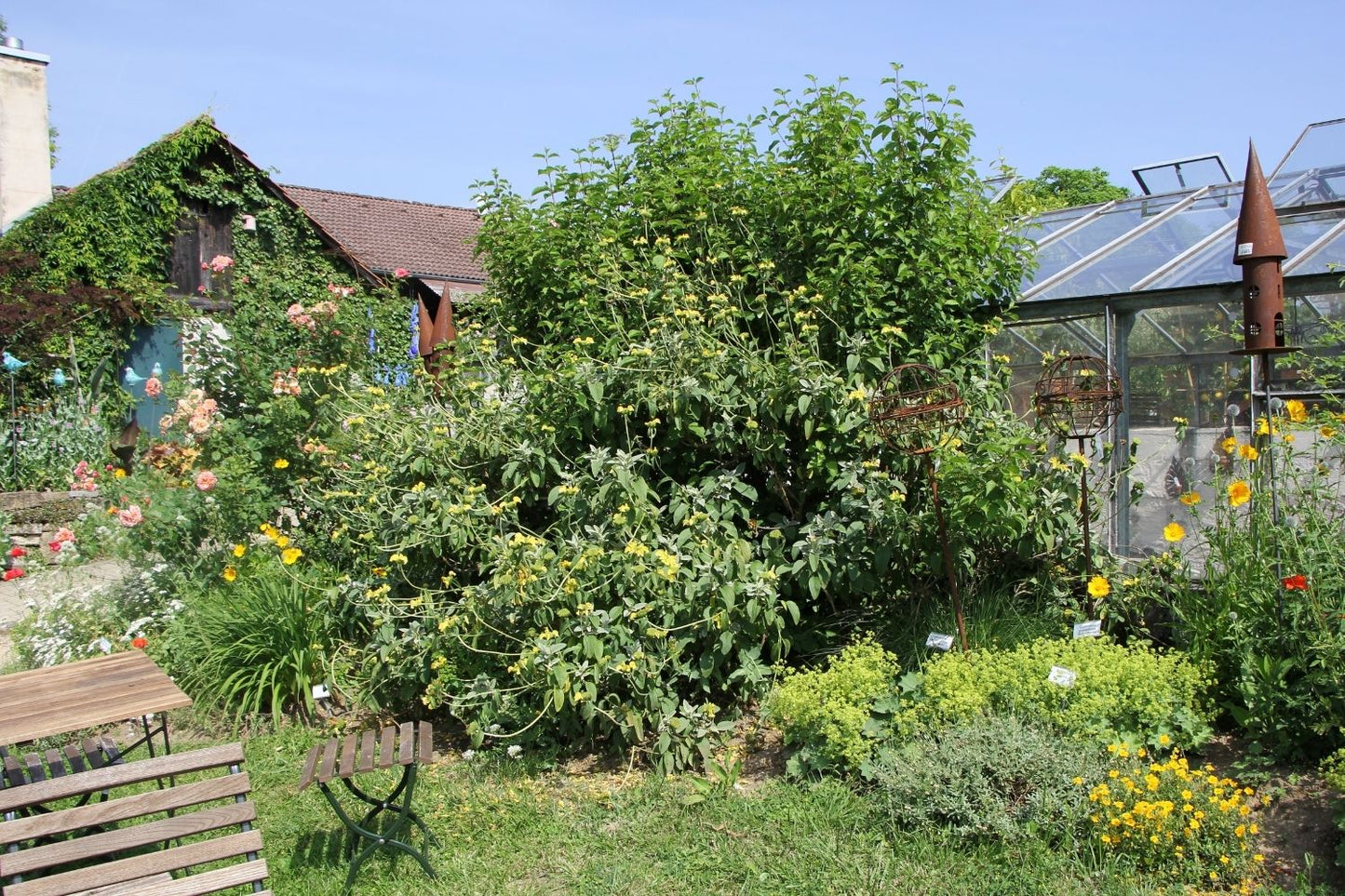 Phlomis chrysophylla (Goldblättriges Brandkraut)