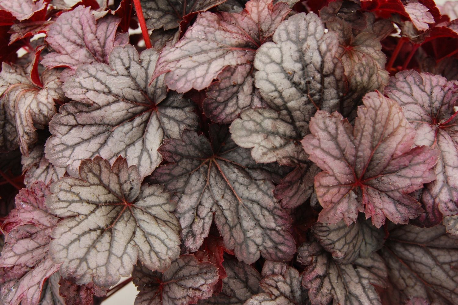 Heuchera 'Shanghai' Purpurglöckchen