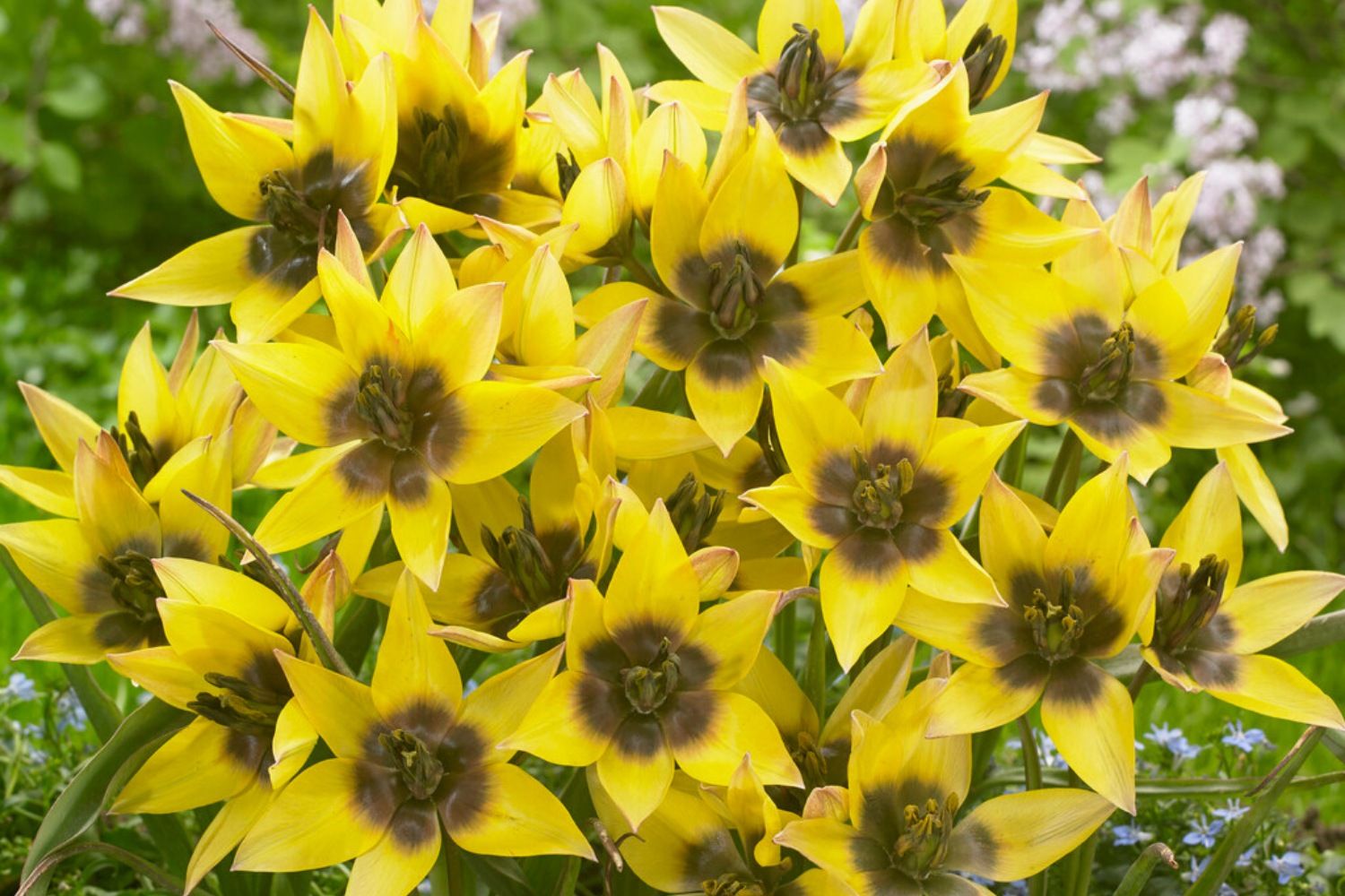 Tulipa 'Lucca' Wild-Tulpe