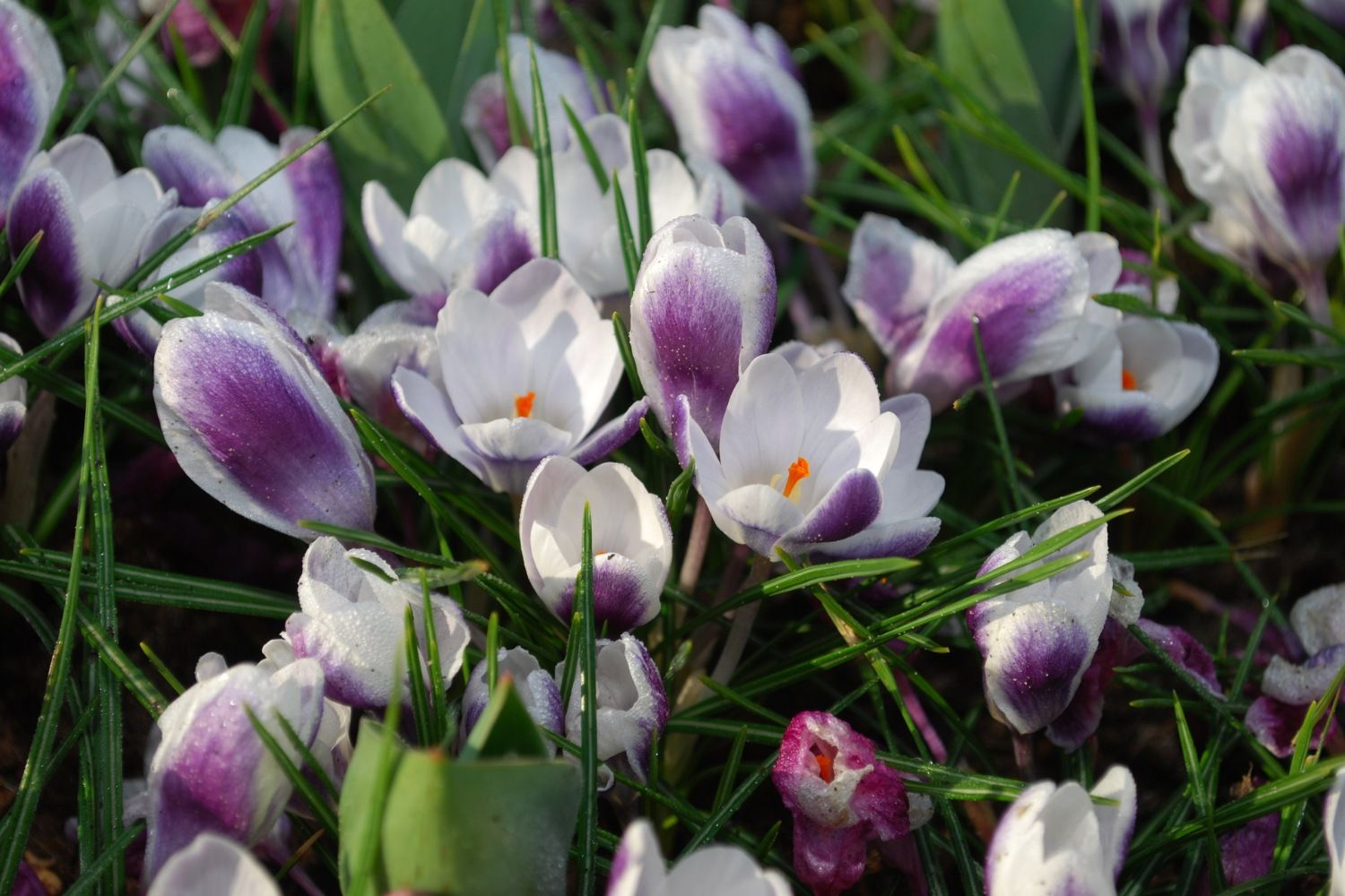 Crocus chrysanthus 'Prins Claus' Garten-Krokus