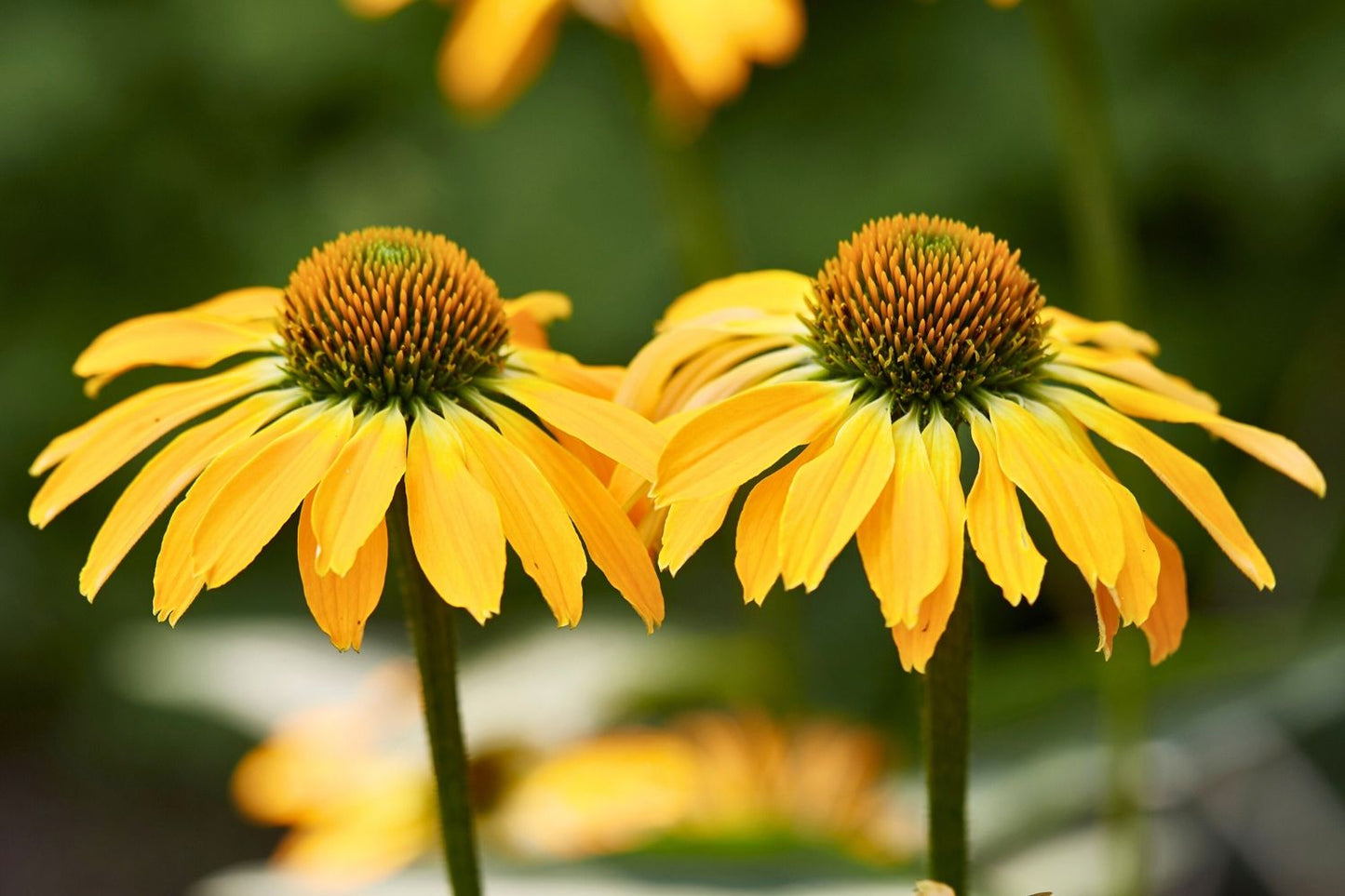 Echinacea 'Golden Skipper' Scheinsonnenhut