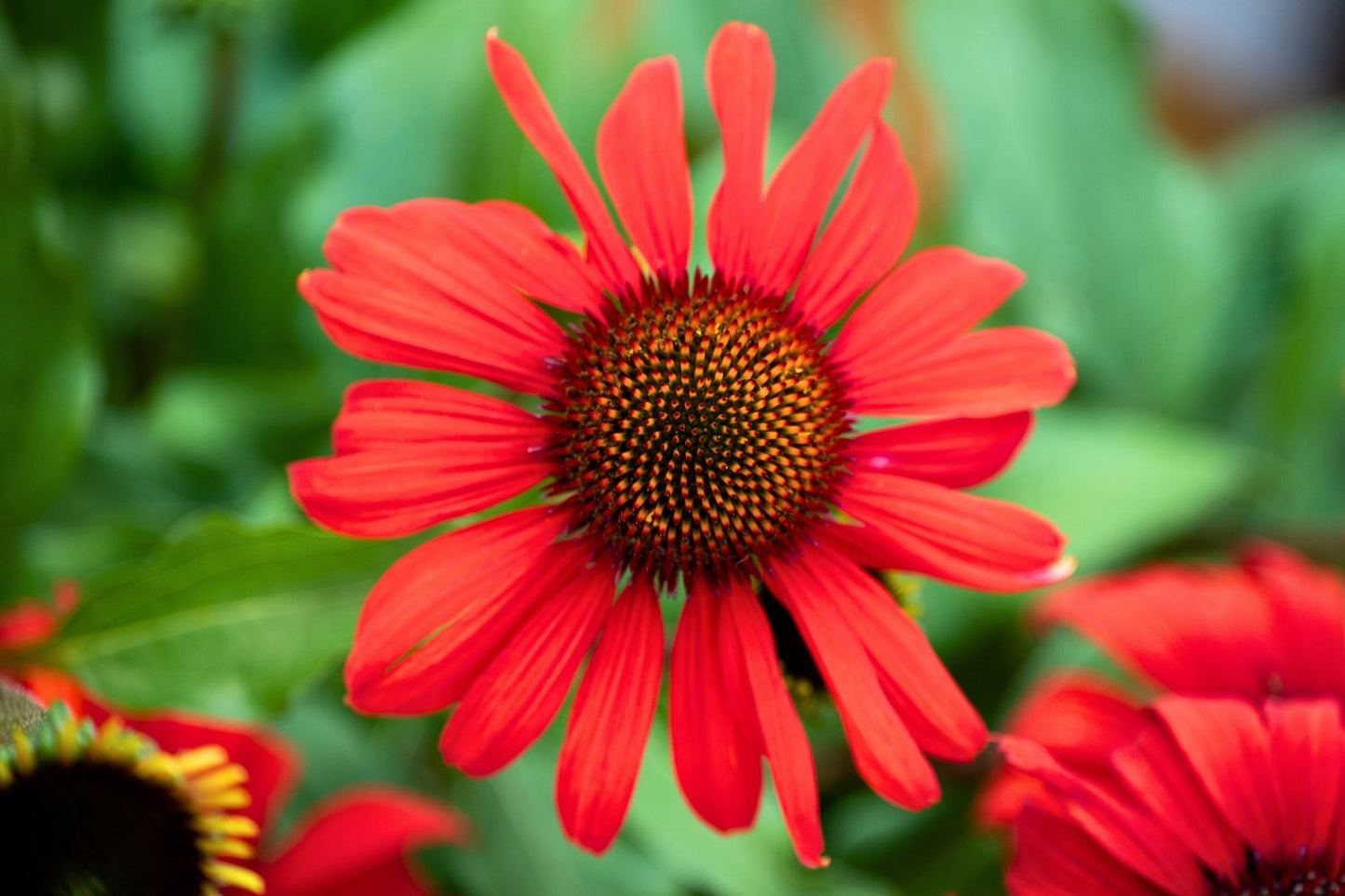 Echinacea 'Red Skipper' Scheinsonnenhut