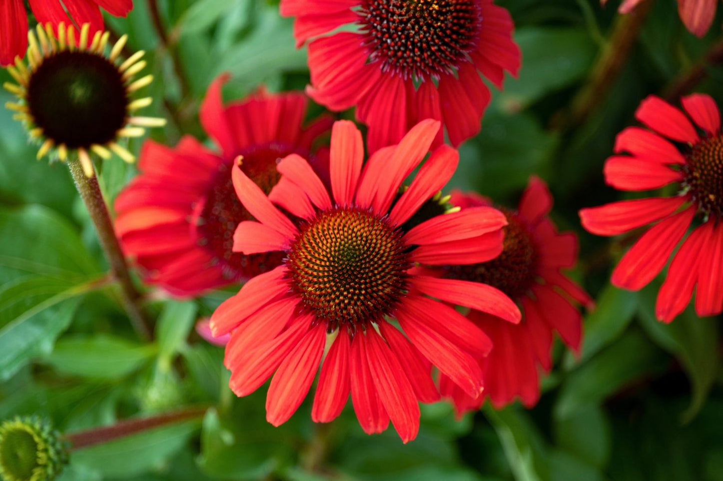 Echinacea 'Red Skipper' (Scheinsonnenhut)