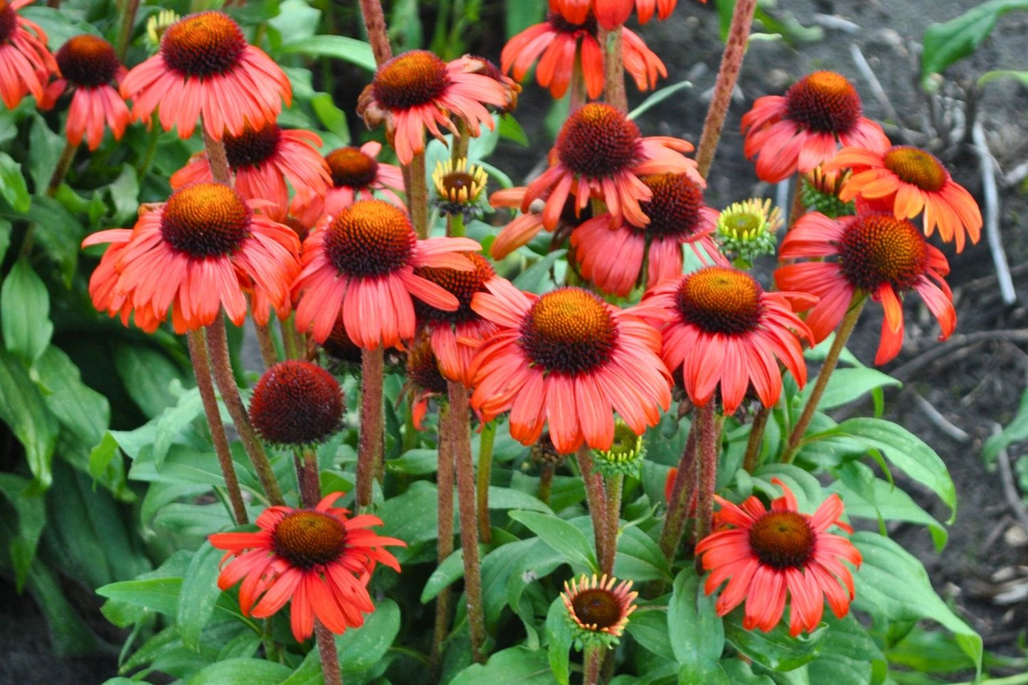 Echinacea 'Red Skipper' (Scheinsonnenhut)