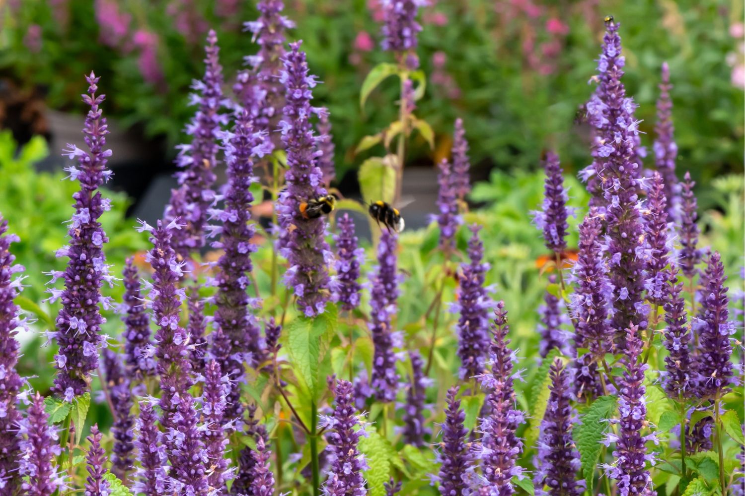 Agastache 'Little Adder' Duftnessel