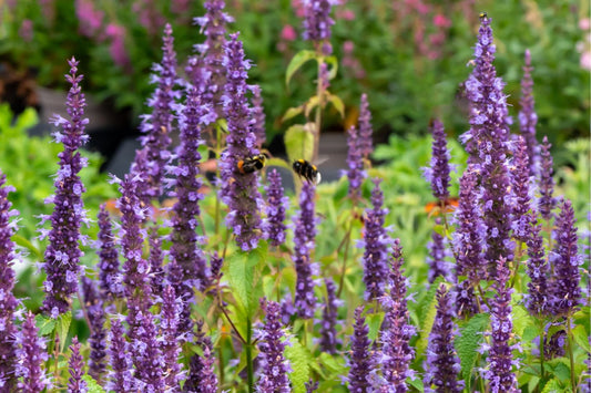 Agastache 'Little Adder' Duftnessel