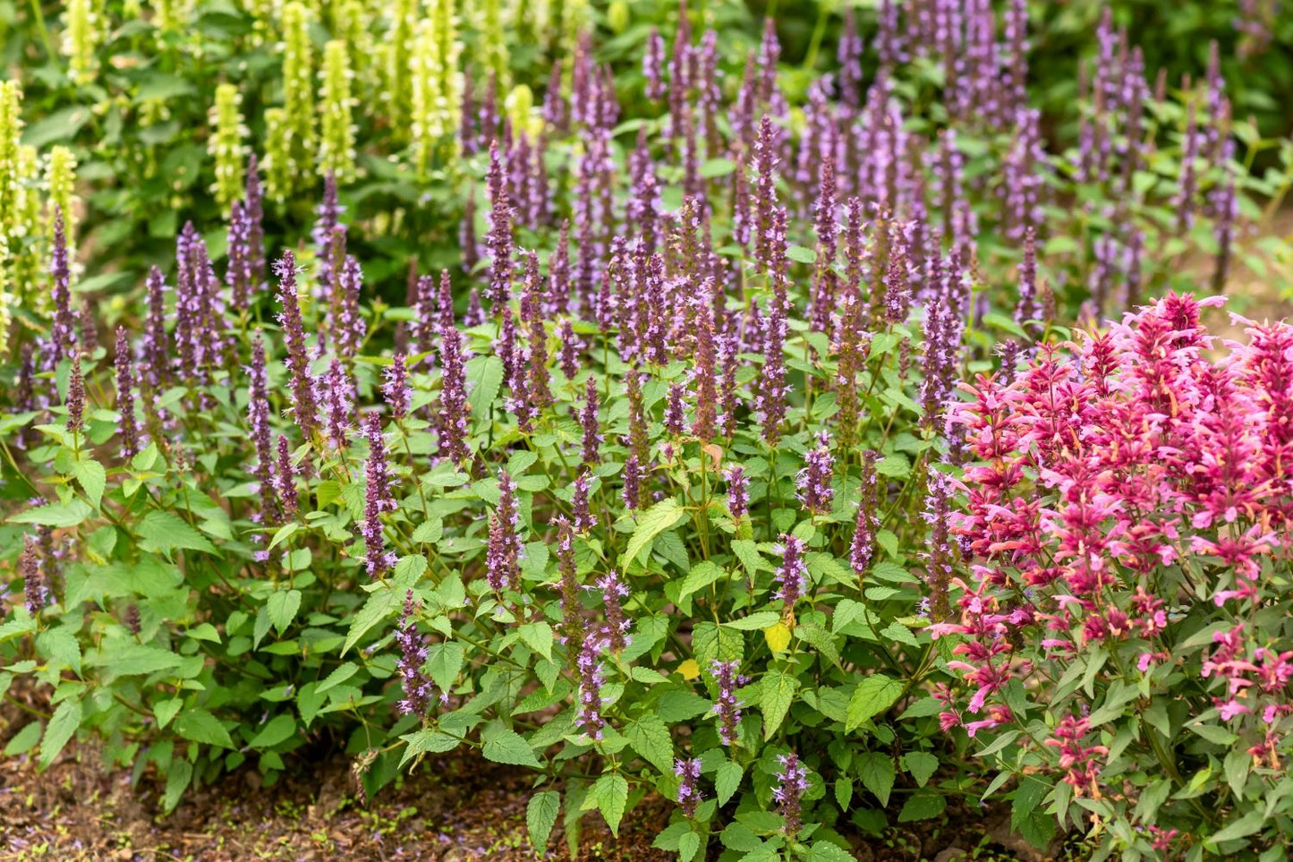 Agastache 'Little Adder' (Duftnessel)