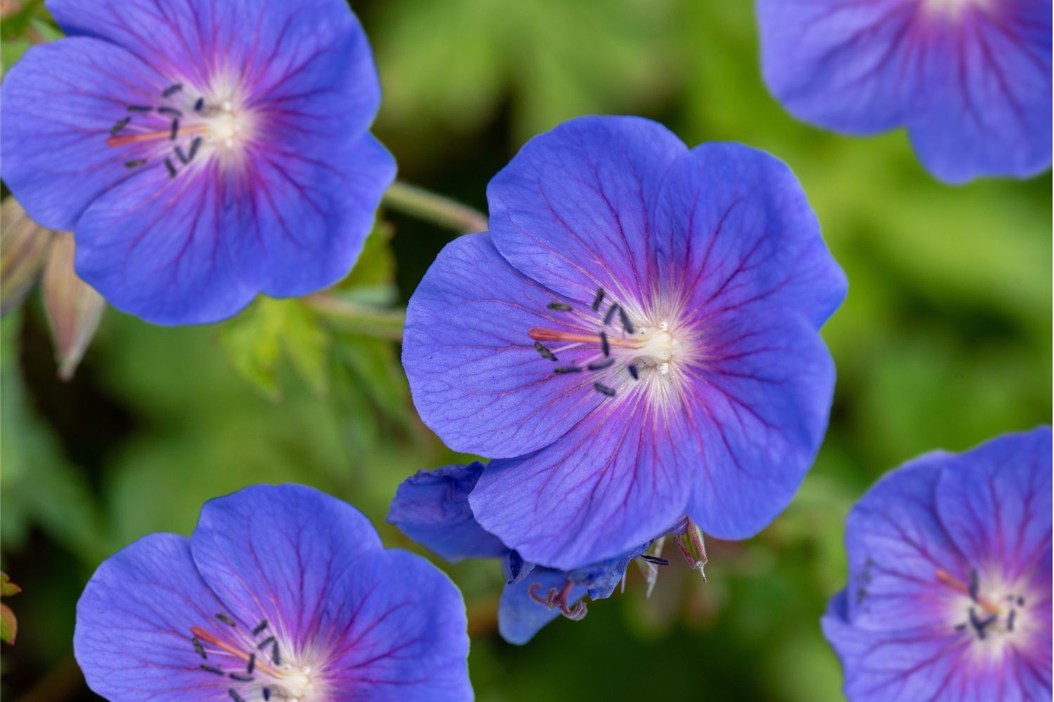 Geranium himalayense 'Baby Blue' Himalaya-Storchschnabel