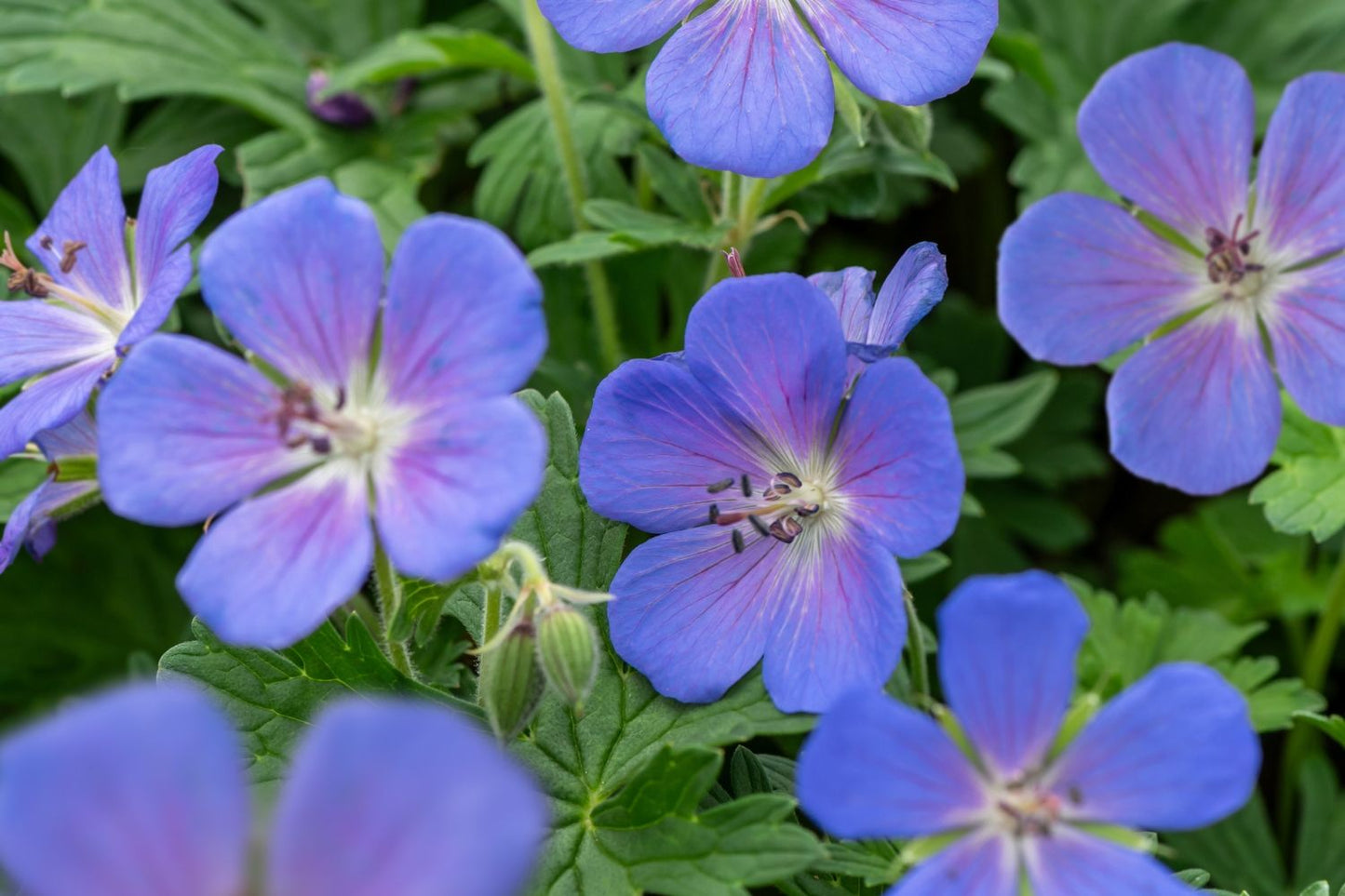 Geranium himalayense 'Baby Blue' (Himalaya-Storchschnabel)