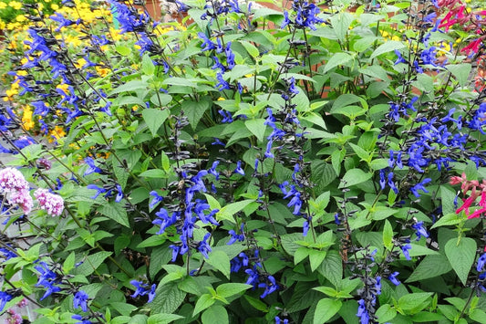 Salvia guaranitica 'Black and Blue' Sommer-Salbei