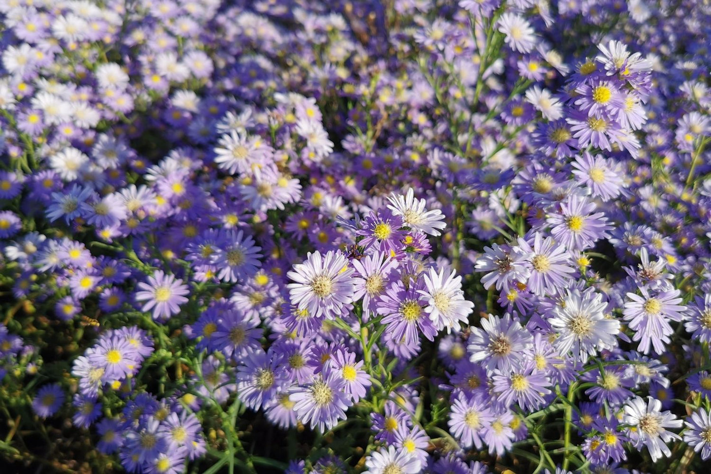Aster ericoides 'Blue Wonder' Myrtenaster