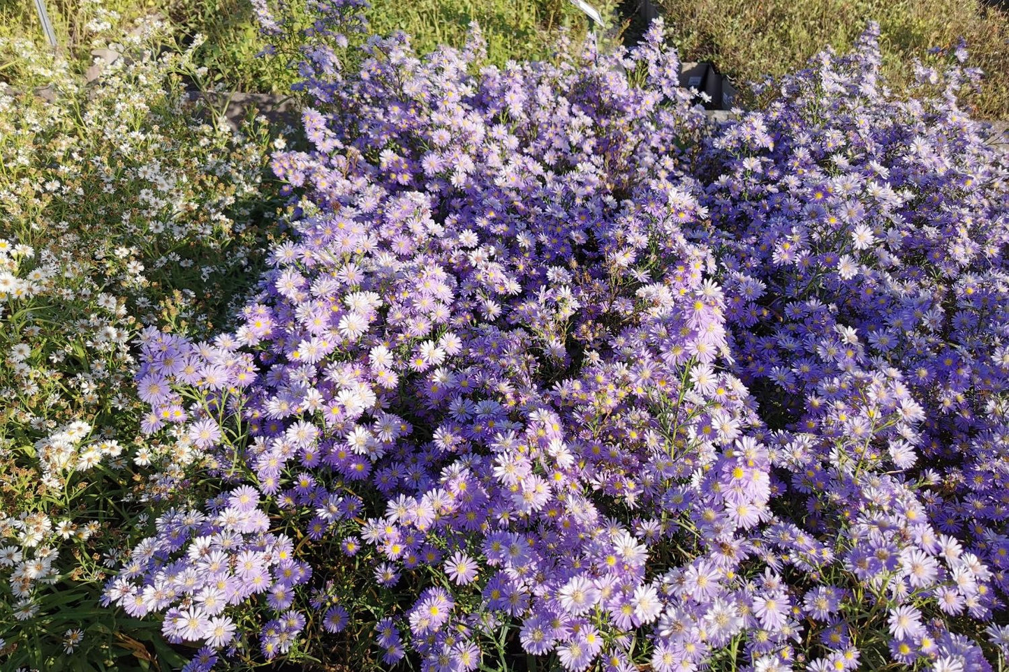 Aster ericoides 'Blue Wonder' (Myrtenaster)