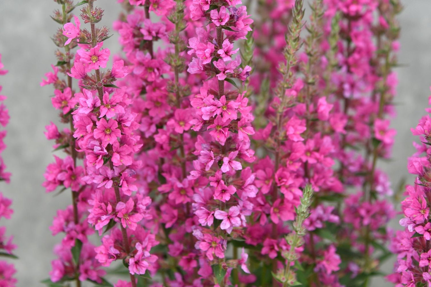 Lythrum salicaria 'Pink Blush' Blut-Weiderich