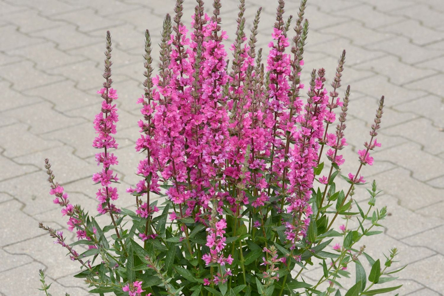 Lythrum salicaria 'Pink Blush' (Blut-Weiderich)