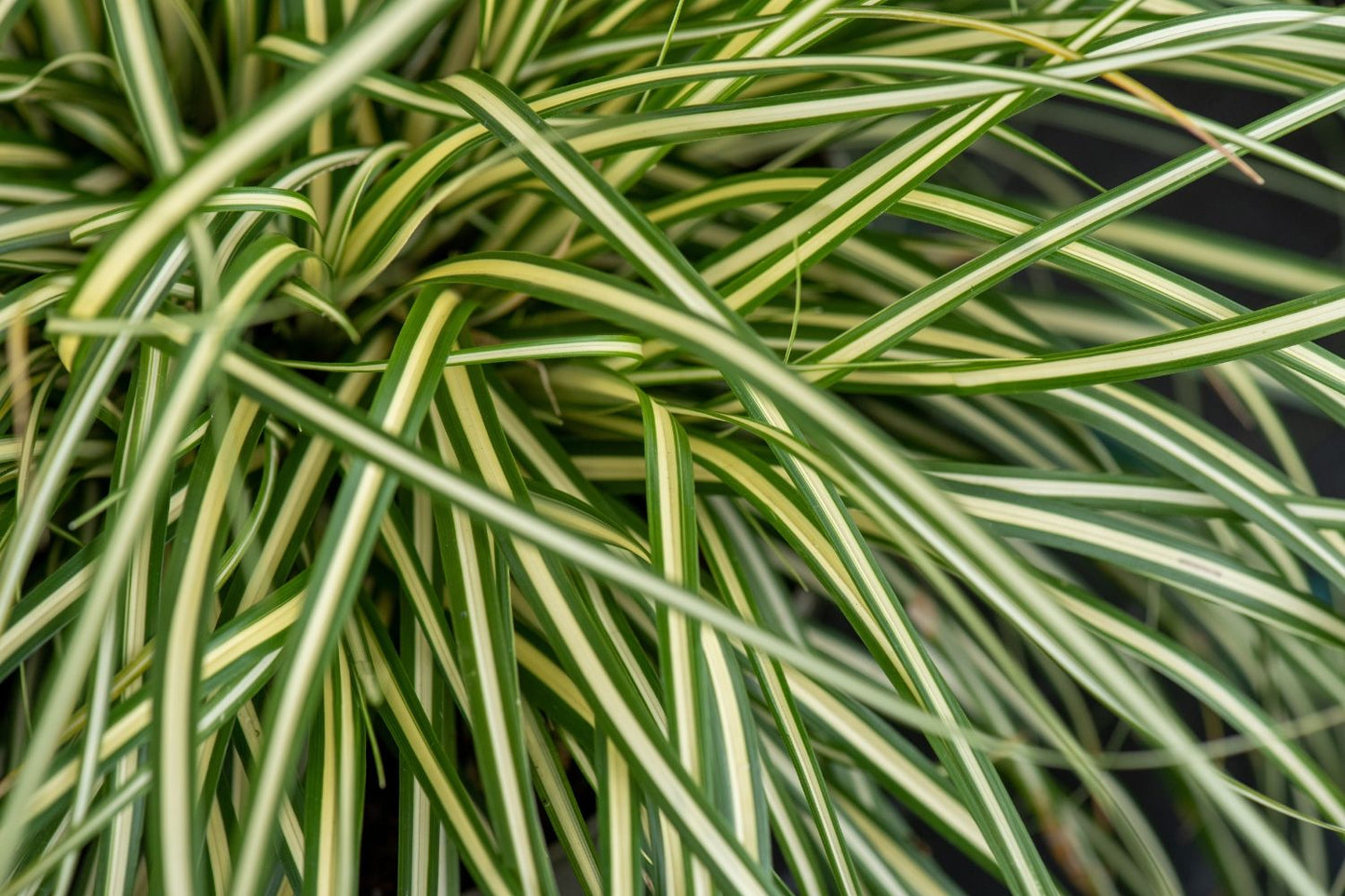 Carex oshimensis 'Moonlight' Oshima-Segge