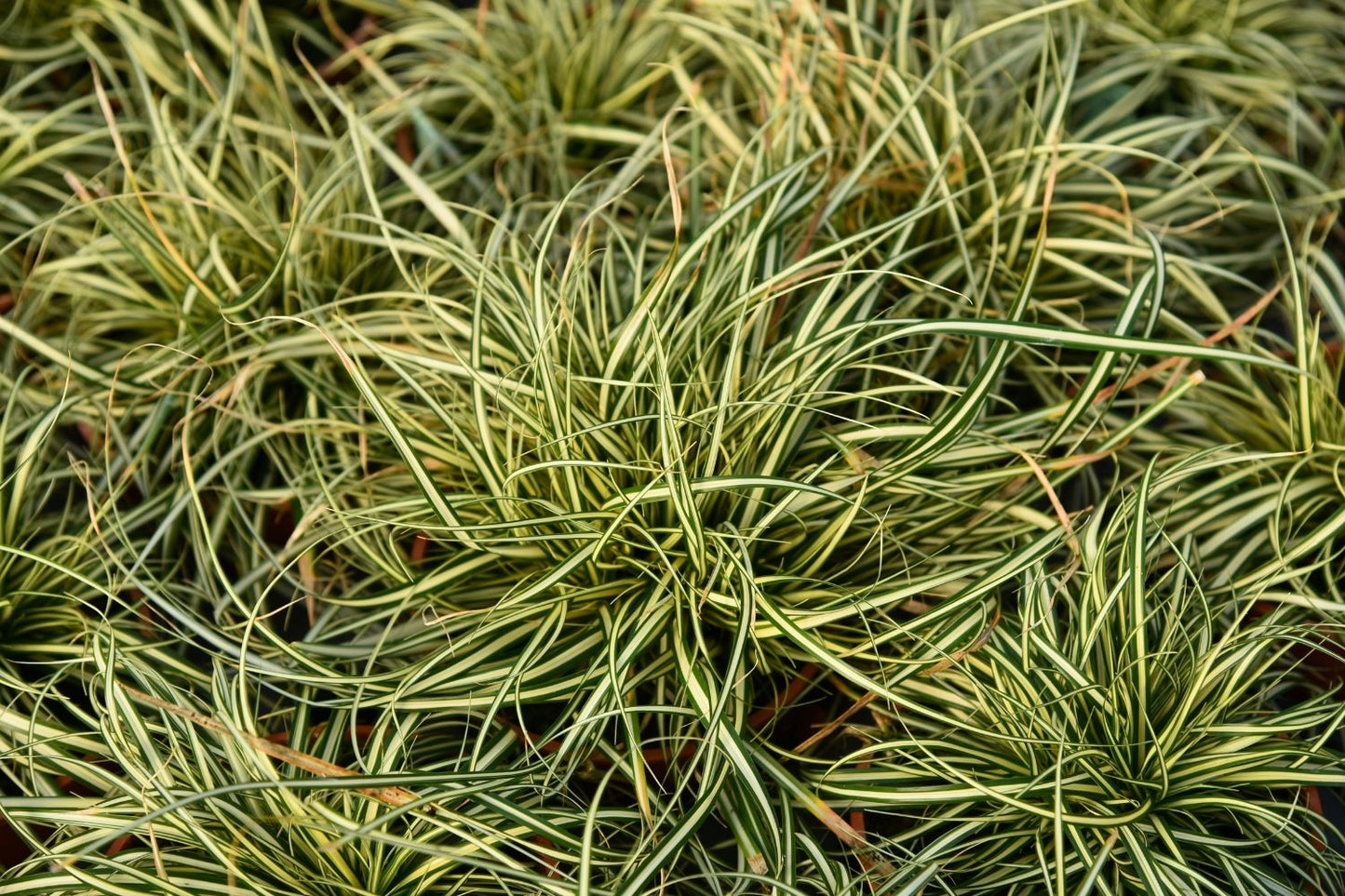 Carex oshimensis 'Moonlight' (Oshima-Segge)