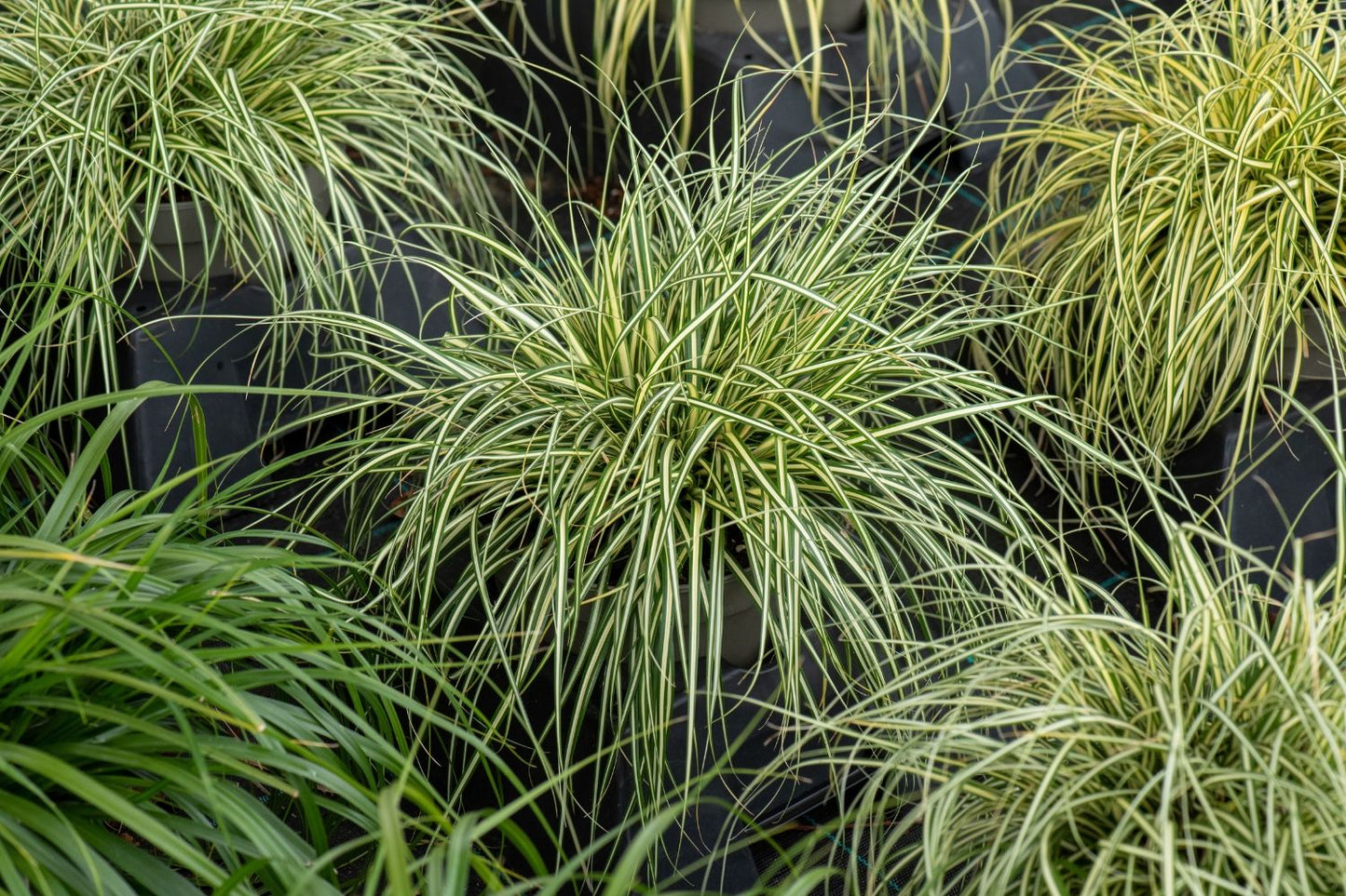 Carex oshimensis 'Moonlight' (Oshima-Segge)