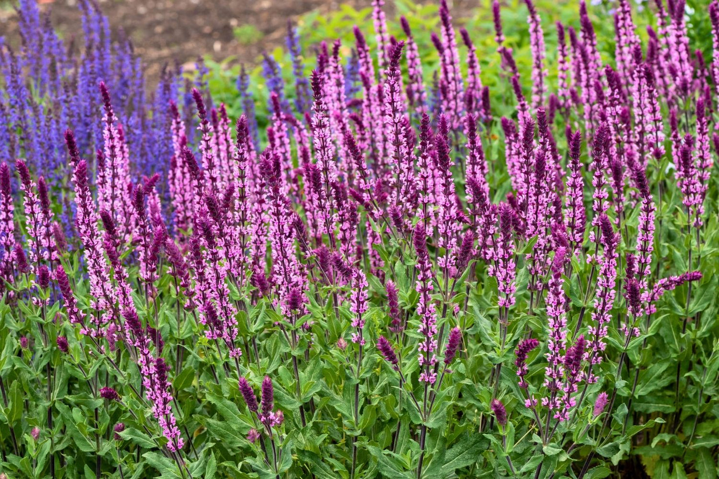 Salvia nemorosa 'Caradonna Pink' ® (Ziersalbei)