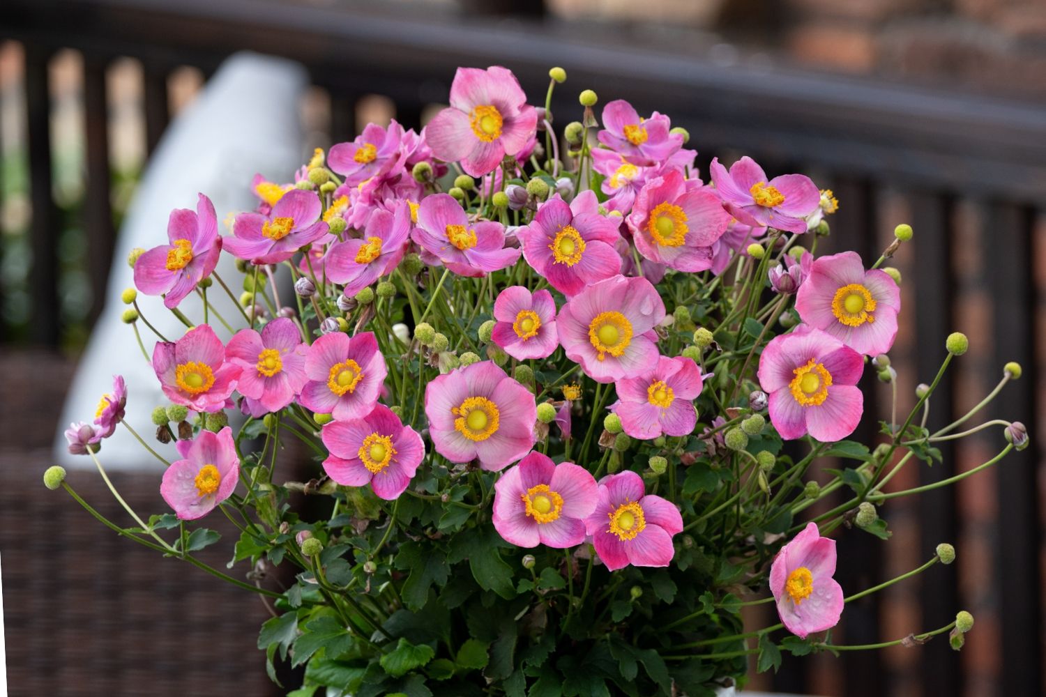 Anemone 'Little Breeze Kiss' Herbst-Anemone