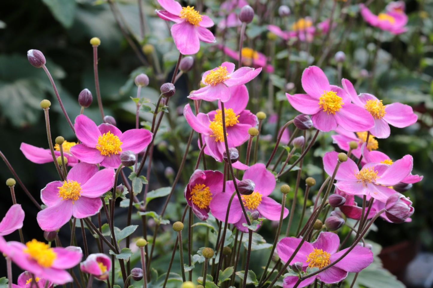 Anemone 'Little Breeze Kiss' (Herbst-Anemone)