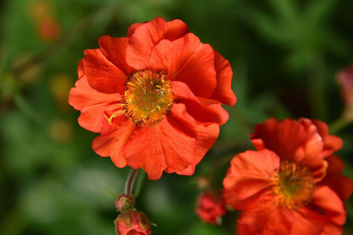 Geum 'Grande Rosso' Nelkenwurz