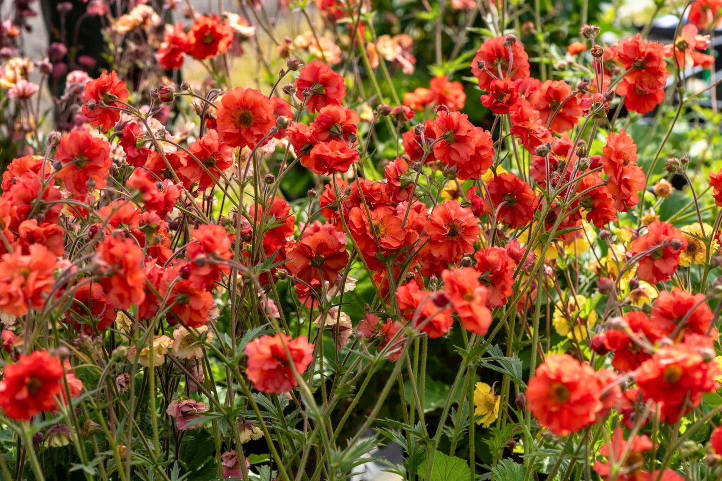 Geum 'Grande Rosso' (Nelkenwurz)