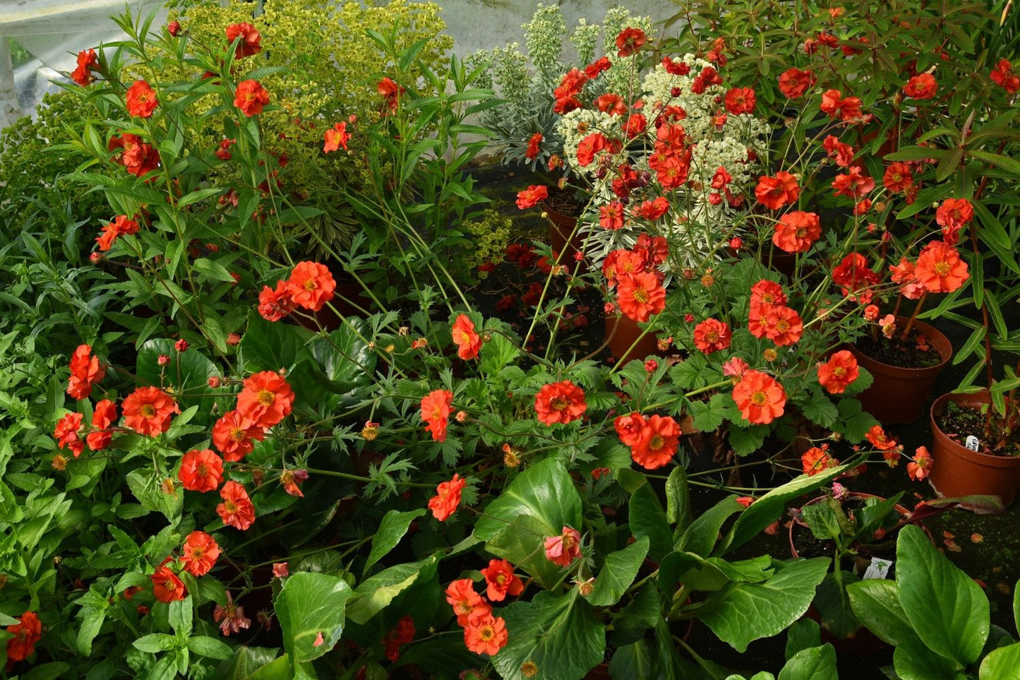 Geum 'Grande Rosso' (Nelkenwurz)