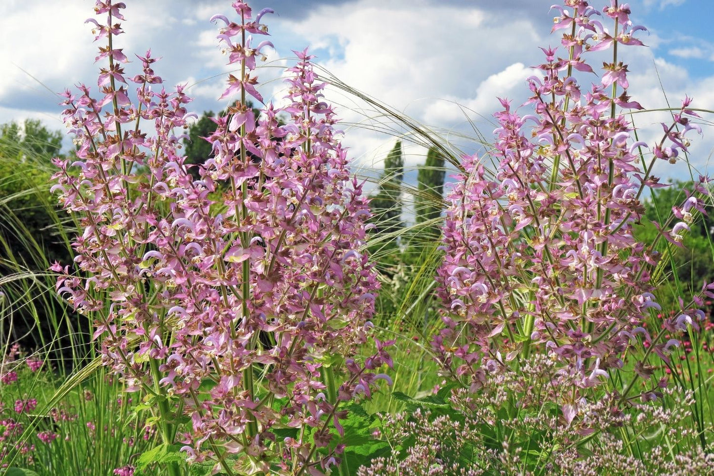 Salvia sclarea (Garten-Muskateller-Salbei)