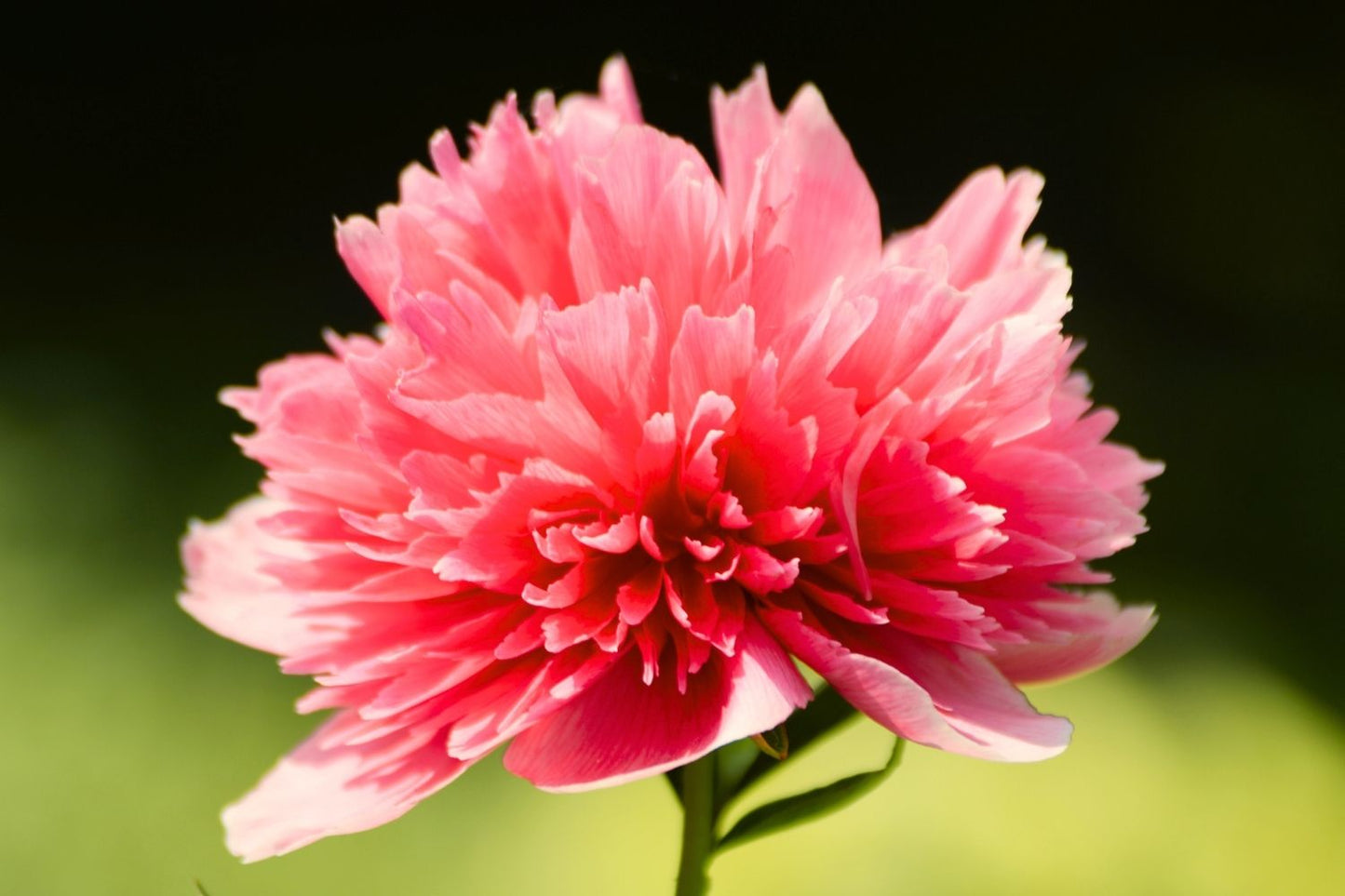 Paeonia lactiflora 'Lorelei' Staudenpfingstrose