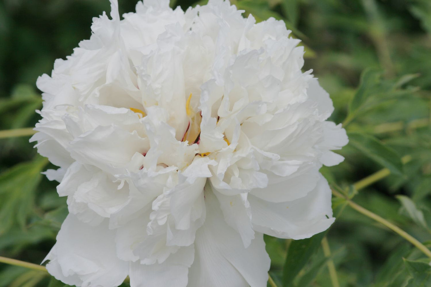 Paeonia rockii 'Yu Ban Xiu Qiu' Strauchpfingstrose 'Weiße Jade-Hortensie'