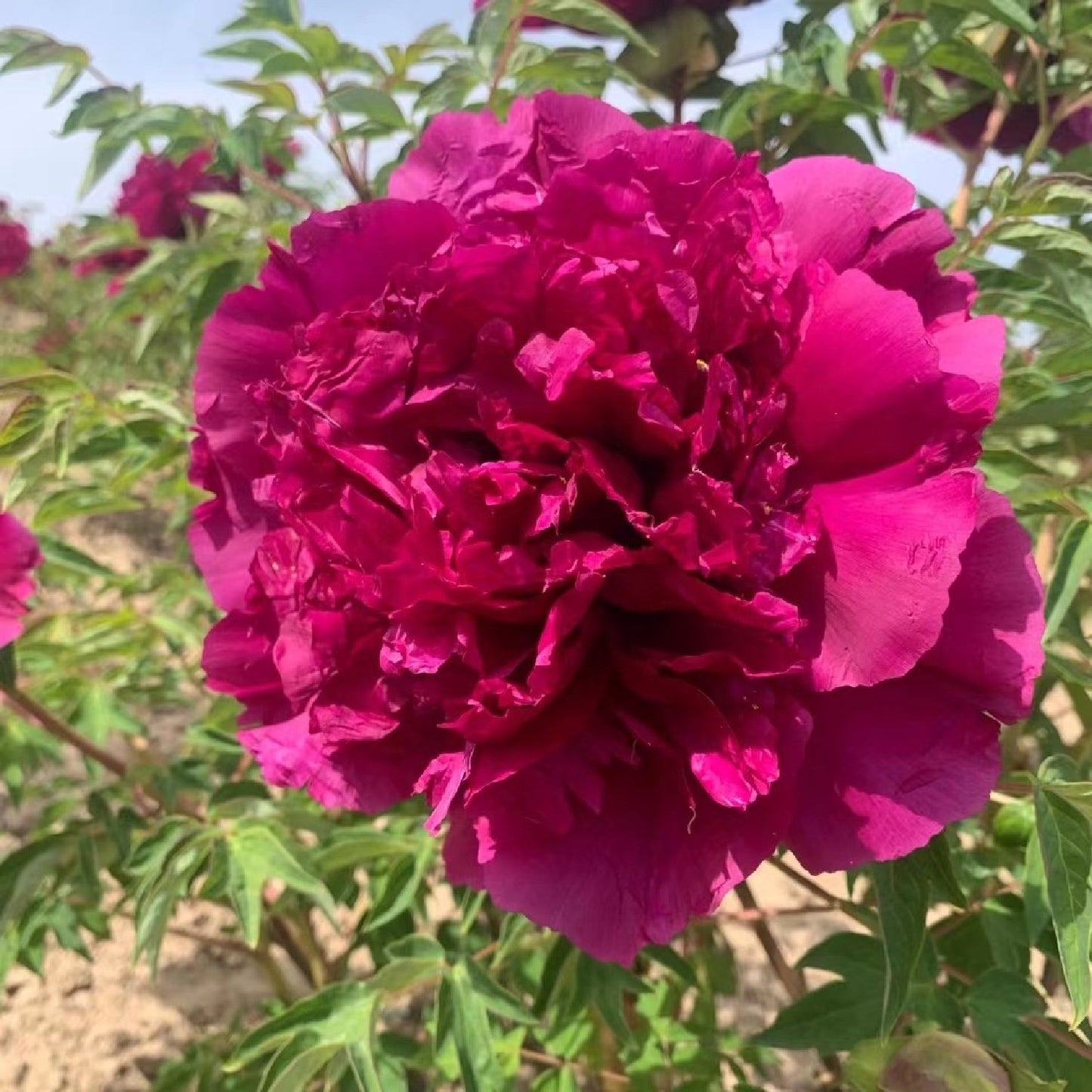 Paeonia rockii 'Zi Lou Xiang Jin' Strauchpfingstrose 'Purpurpalast'