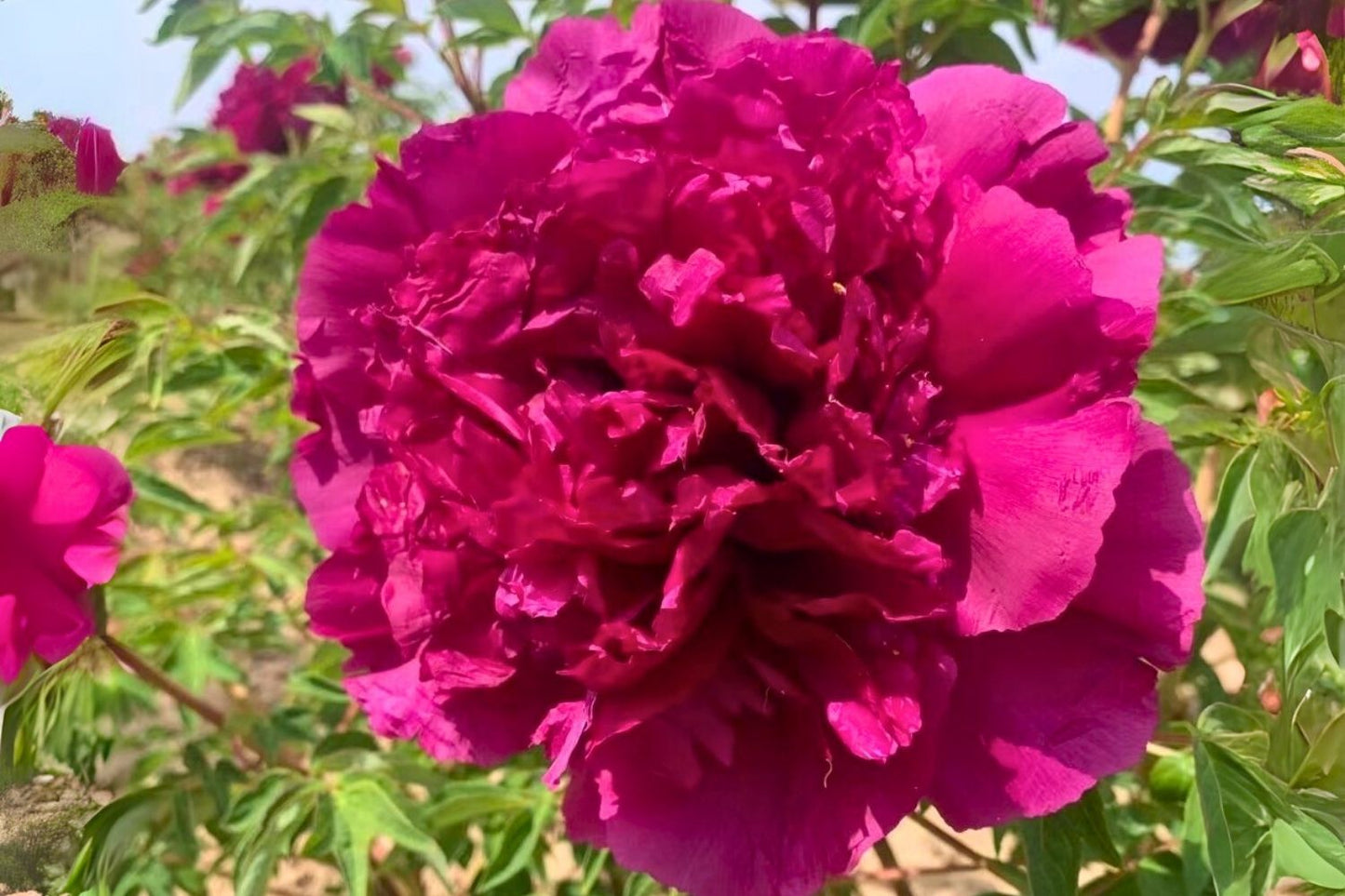 Paeonia rockii 'Zi Lou Xiang Jin' Strauchpfingstrose 'Purpurpalast'