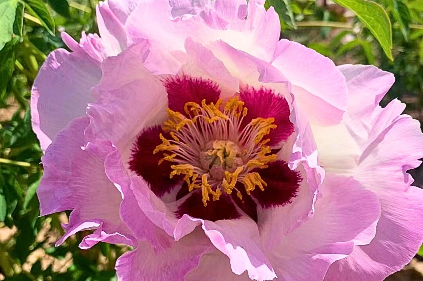 Paeonia rockii 'Su Sha Chan Yi' Strauchpfingstrose 'Schlichte Mönchsrobe aus Gaze'