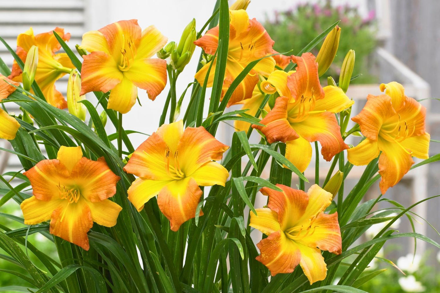 Hemerocallis 'EveryDaylily TM Punch Yellow' ® Miniaturblütige Taglilie