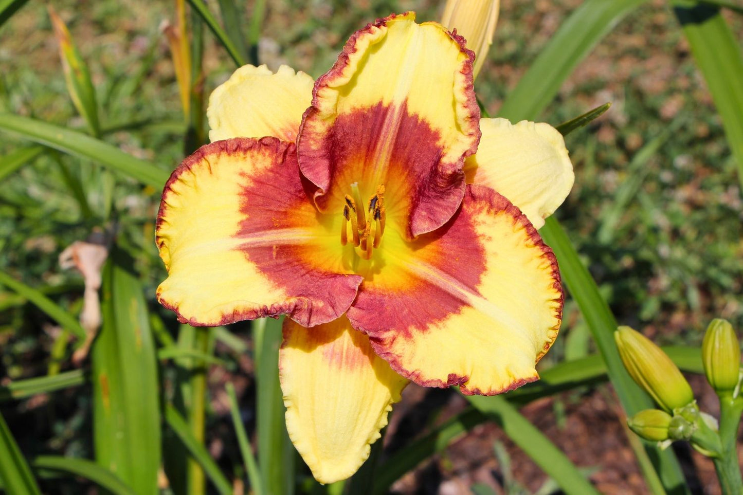 Hemerocallis 'Venetian Baroque' Großblumige Taglilie