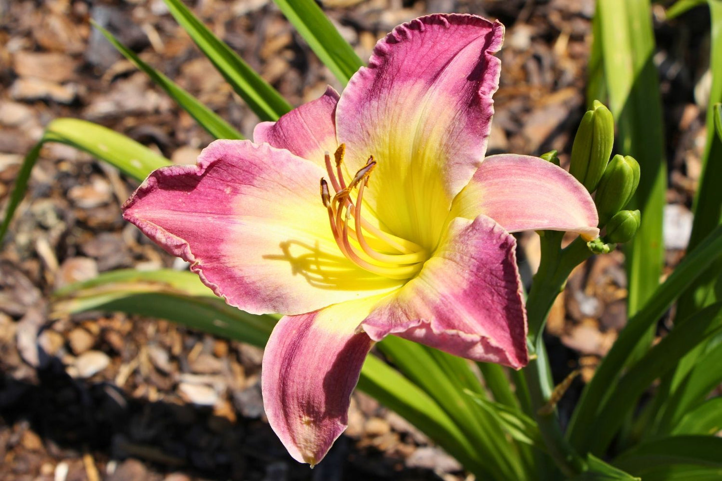 Hemerocallis 'Nile Plum' Großblumige Taglilie