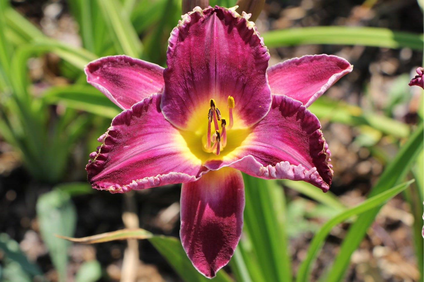 Hemerocallis 'Viking Magic' Großblumige Taglilie