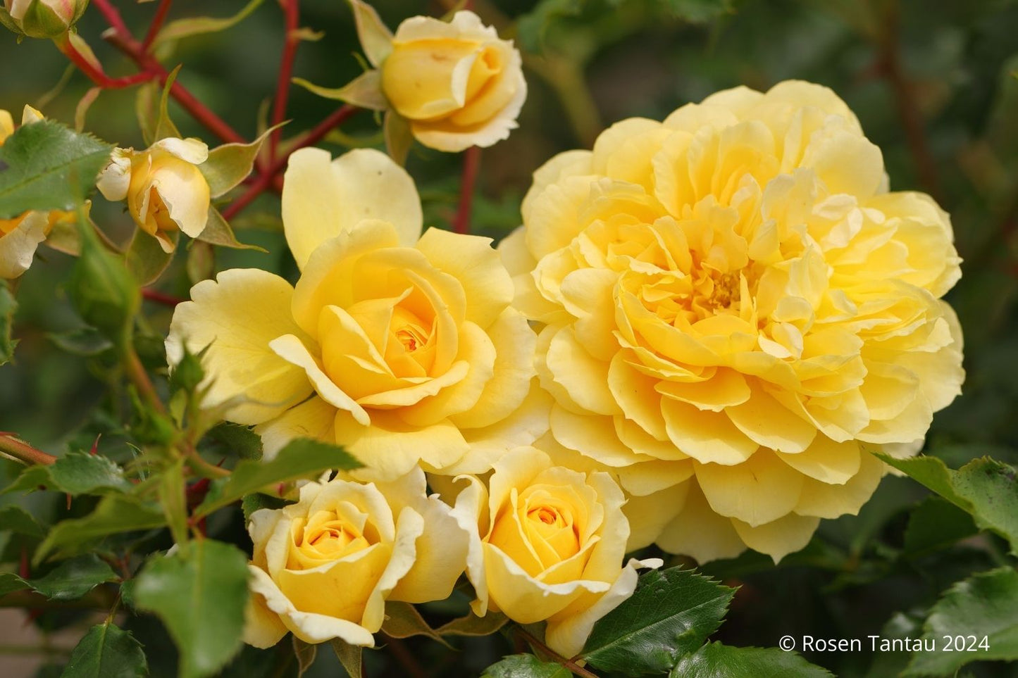 Rose 'Spinelli' Strauchrose