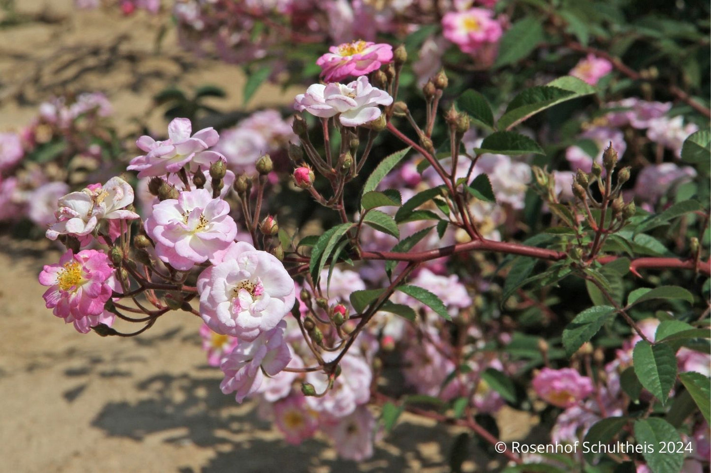 Rose 'Anemona' (Ramblerrose)