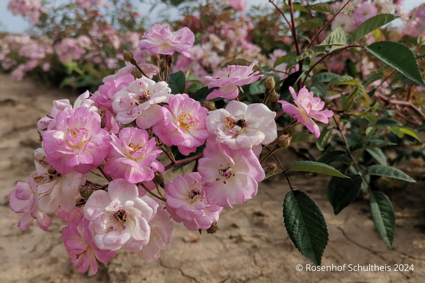 Rose 'Anemona' (Ramblerrose)