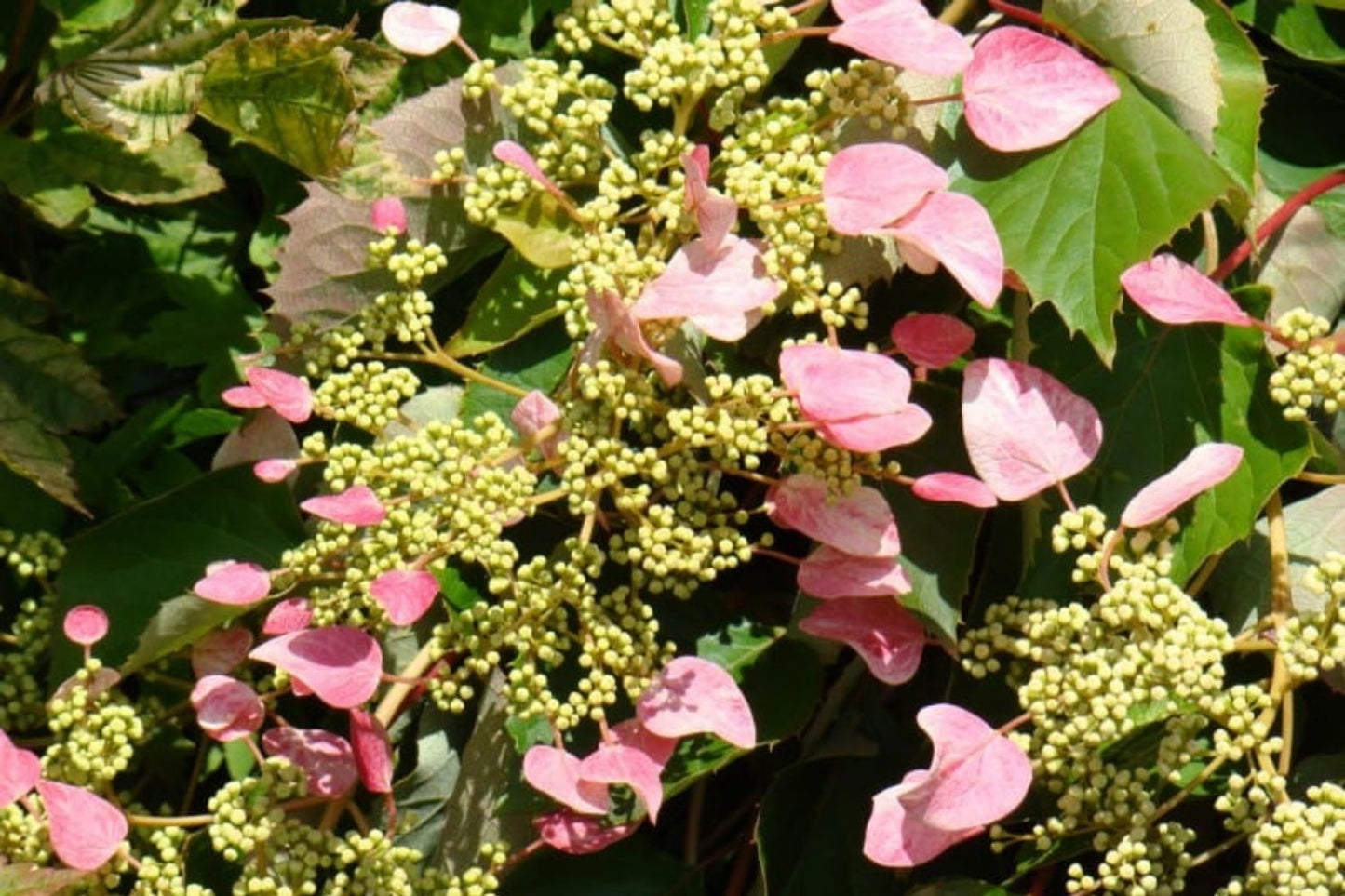 Schizophragma hydrangeoides 'Roseum' Spalthortensie