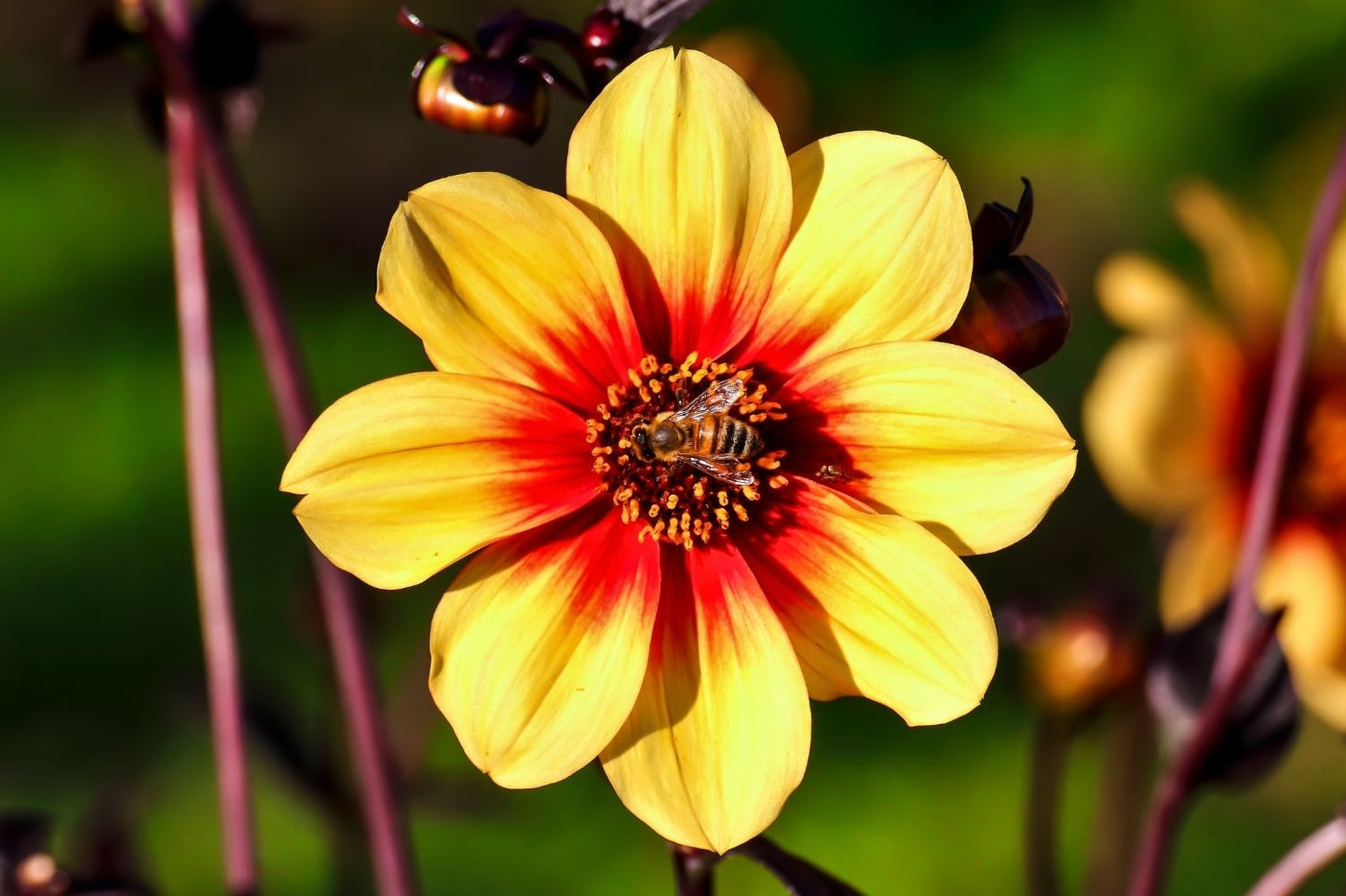 Dahlia 'Sunshine' Mignondahlie
