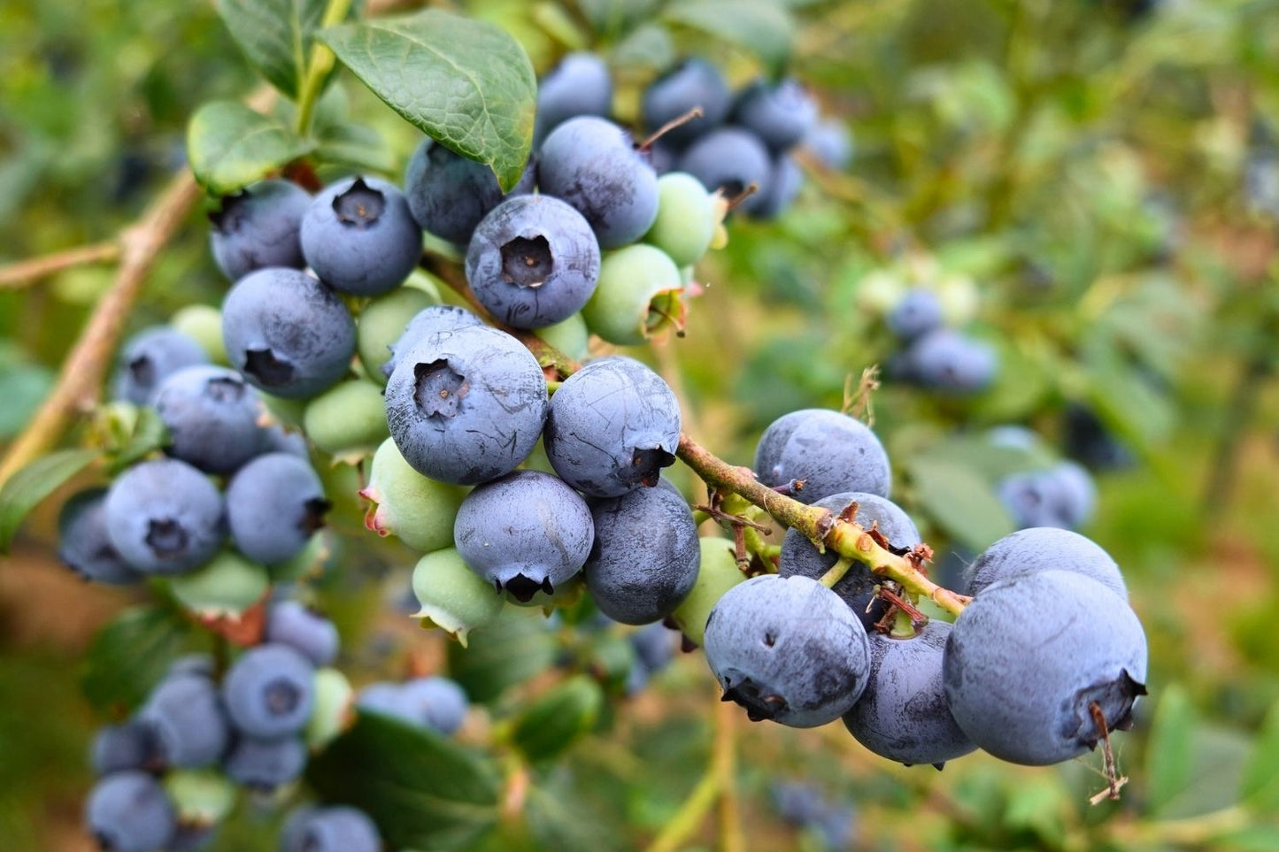 Vaccinium corymbosum 'Hortblue Petite' Kulturheidelbeere 'Hortblue Petite'