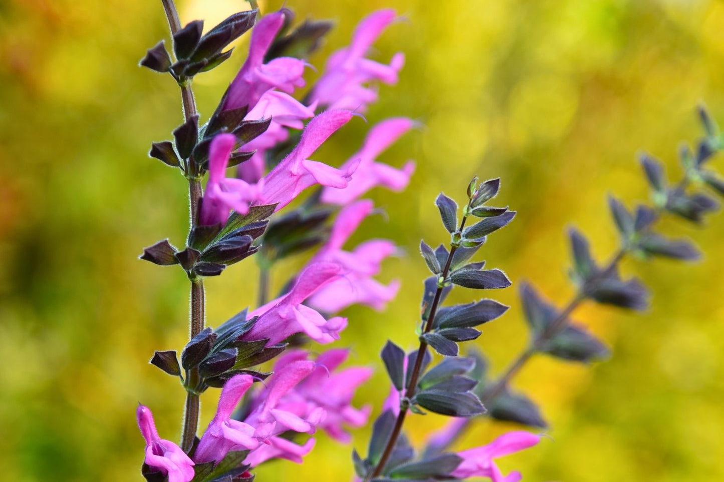 Salvia 'Pink Amistad' Sommer-Salbei