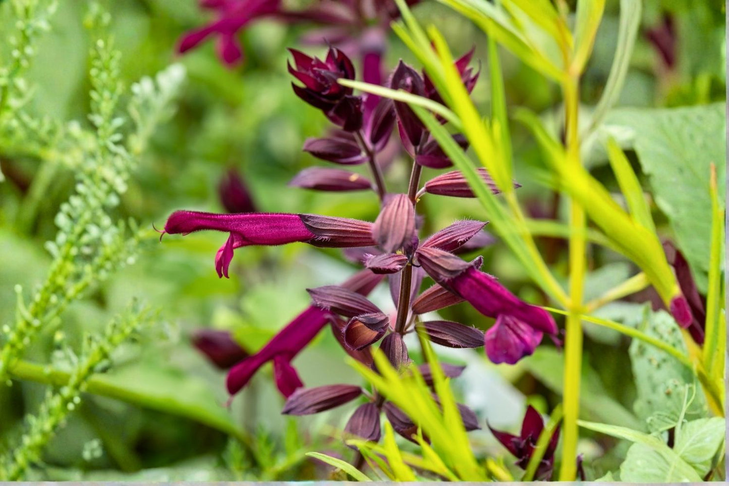 Salvia 'Love and Wishes' Sommer-Salbei